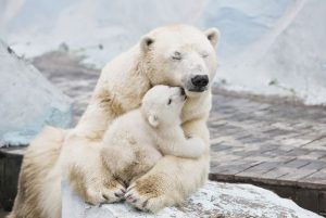 Достопримечательности новосибирска на английском